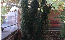 Arbol de interes local de  Sant Boi de Llobregat