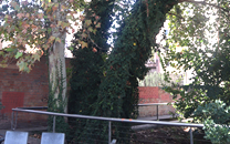 Arbol de interes local de  Sant Boi de Llobregat