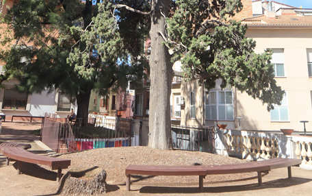 Arbol de interes local de  Sant Boi de Llobregat