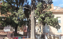 Arbol de interes local de  Sant Boi de Llobregat