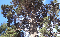 Arbol de interes local de  Sant Boi de Llobregat