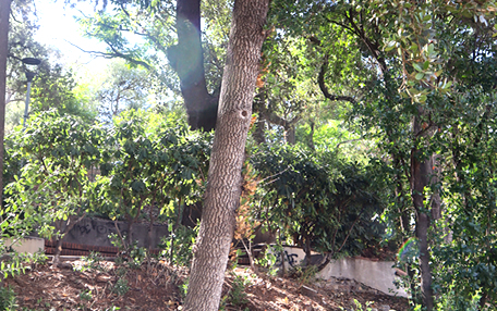 Arbol de interes local de  Sant Boi de Llobregat