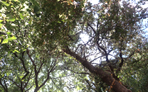 Arbol de interes local de  Sant Boi de Llobregat