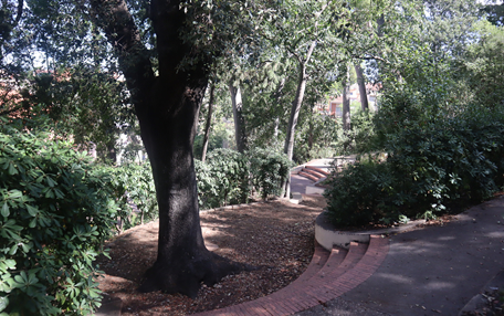 Arbol de interes local de  Sant Boi de Llobregat