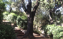 Arbol de interes local de  Sant Boi de Llobregat