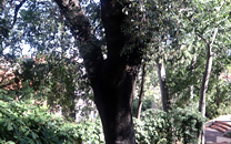 Arbol de interes local de  Sant Boi de Llobregat