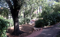 Arbol de interes local de  Sant Boi de Llobregat