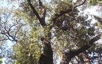 Arbol de interes local de  Sant Boi de Llobregat