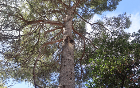 Arbol de interes local de  Sant Boi de Llobregat