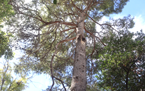 Arbol de interes local de  Sant Boi de Llobregat