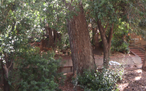 Arbol de interes local de  Sant Boi de Llobregat